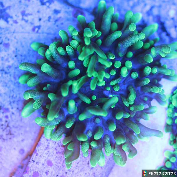 Green Hairy Mushroom Quarter+ Sized