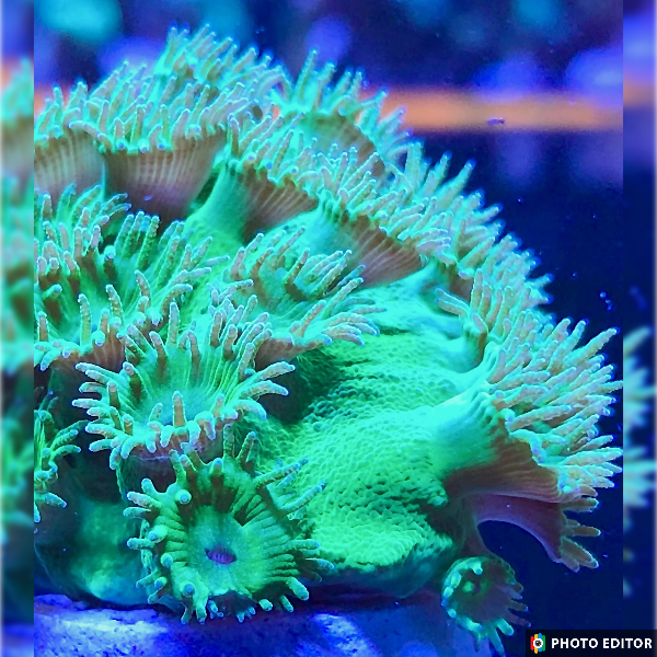 Green Turbinaria