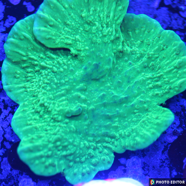 Green Cap Montipora