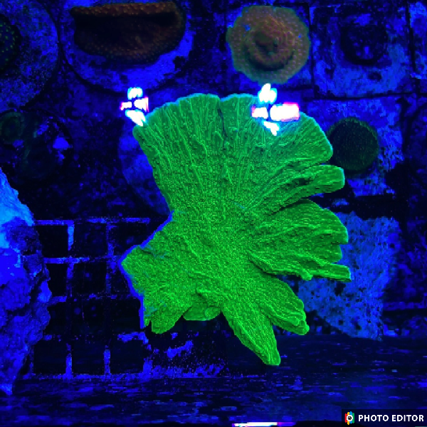 Green Cap Montipora