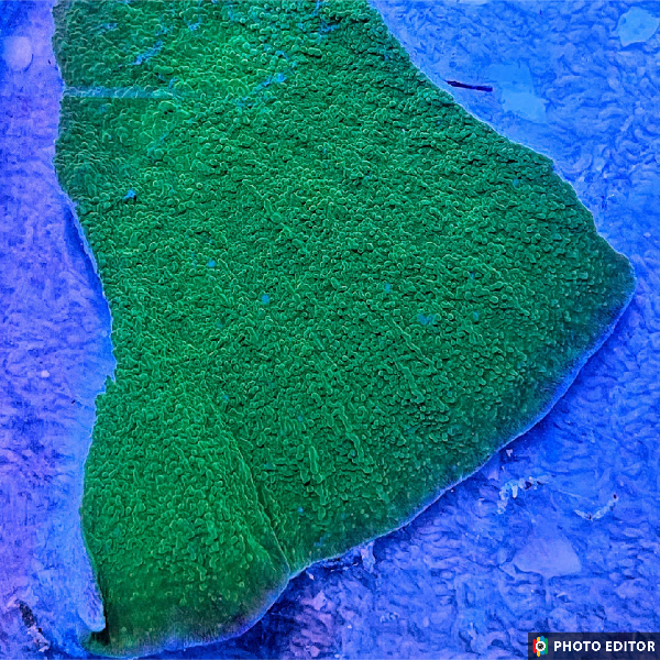 Green Cap Montipora