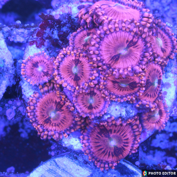 Halle Berry 2 Polyps