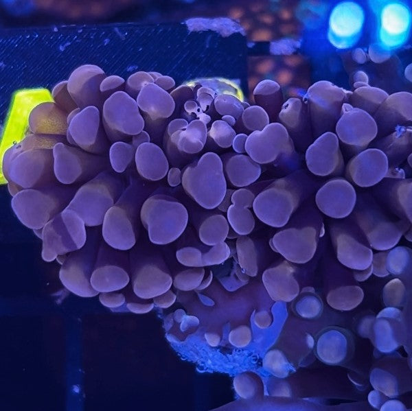 Rose Hammer Single Head