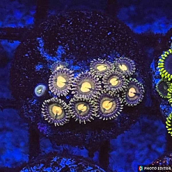 Harvest Moon 8 Polyps