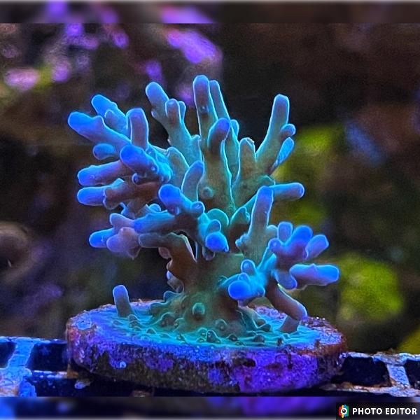 Hawkins Echinata Acropora 1/2" (He)