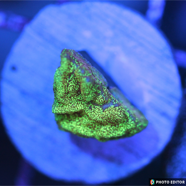 High Beam Leptoseris XL