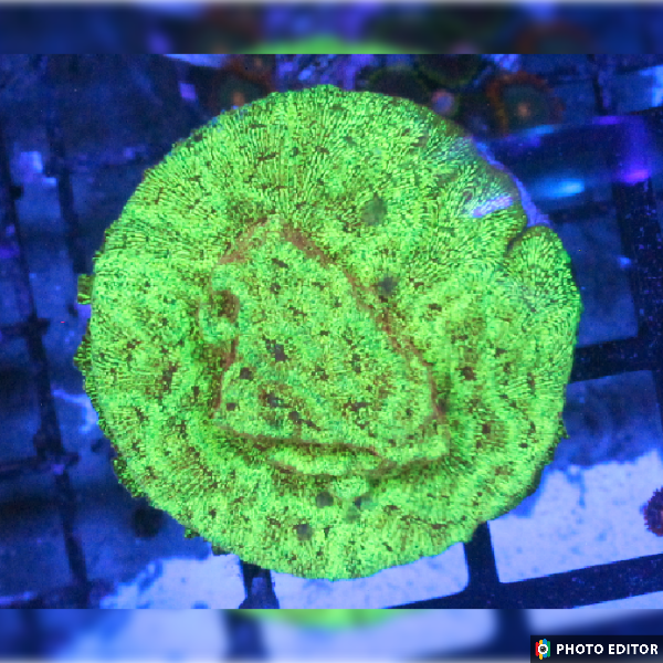 High Beam Leptoseris XL