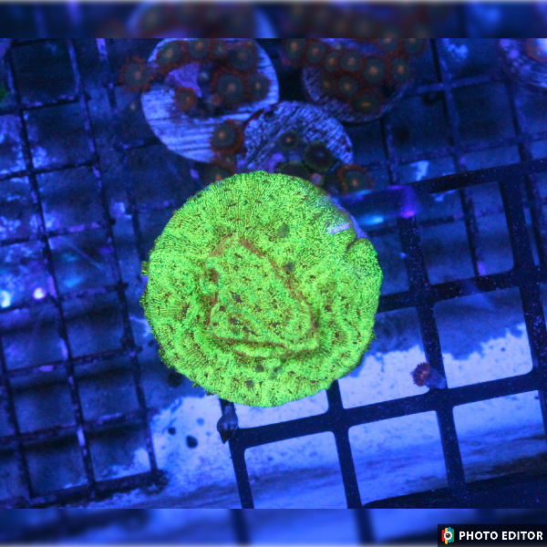 High Beam Leptoseris XL