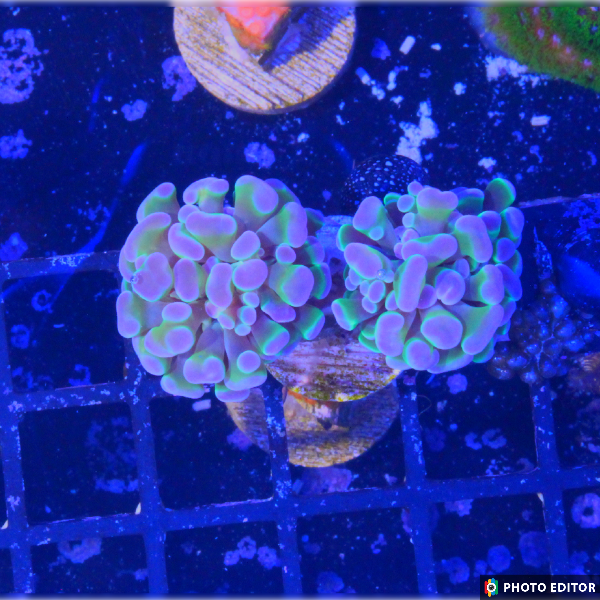 Hologram Hammer Single Head