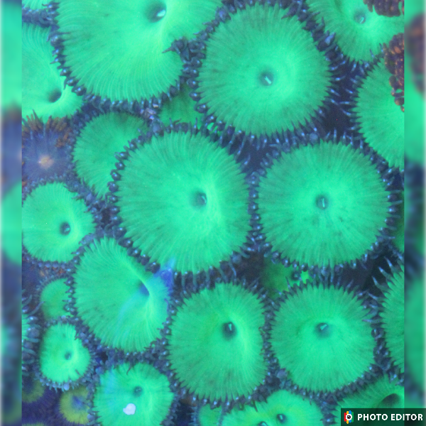Hulk Paly 2 Polyps