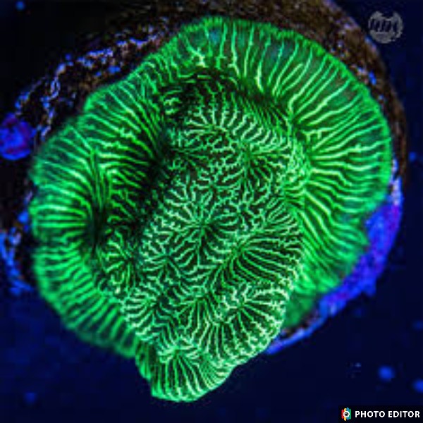 Hulk Smash Leptoseris