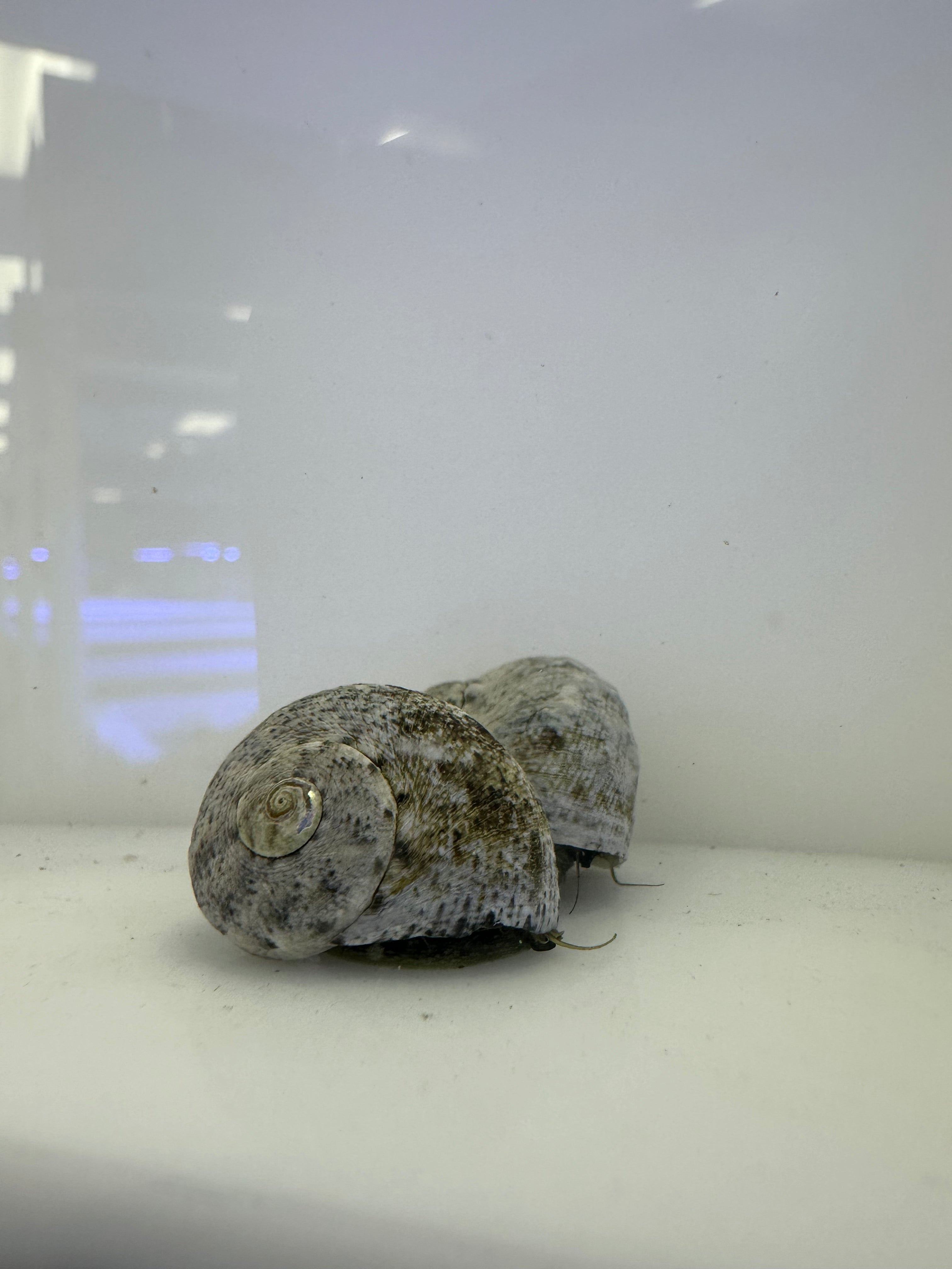 Philippine Turbo Snail(Turbo Fluctuasa)