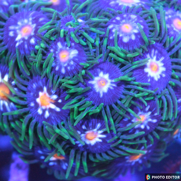 Stargazer Zoanthid Coral