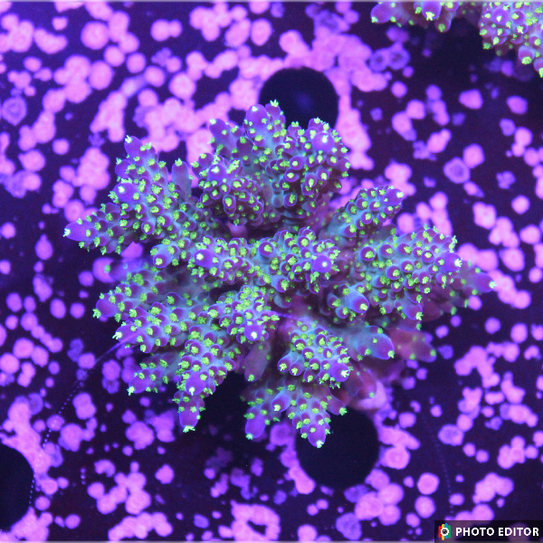 Tricolor Valida Acro