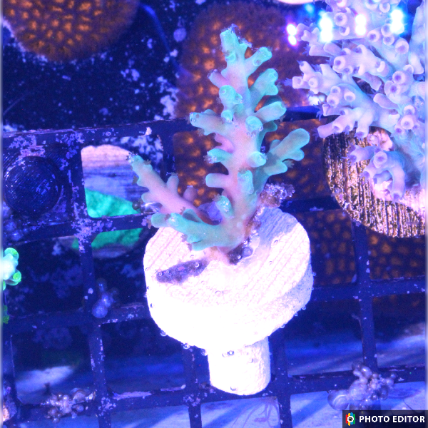 Green enchinata acro