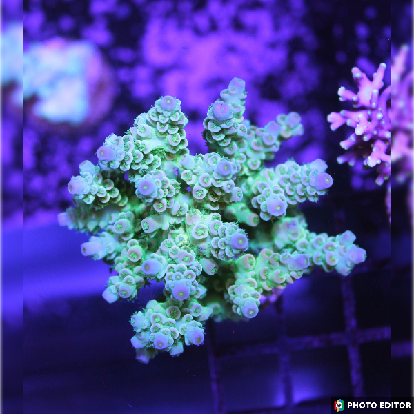 Blue tip tenuis acro