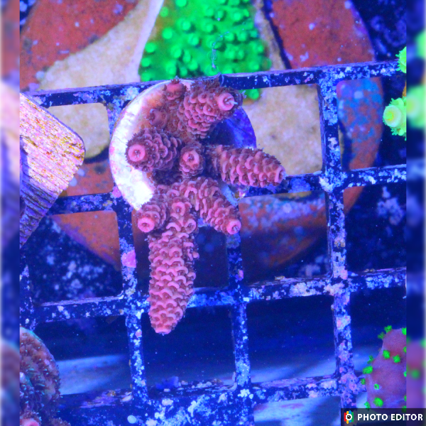 Indo Red millepora