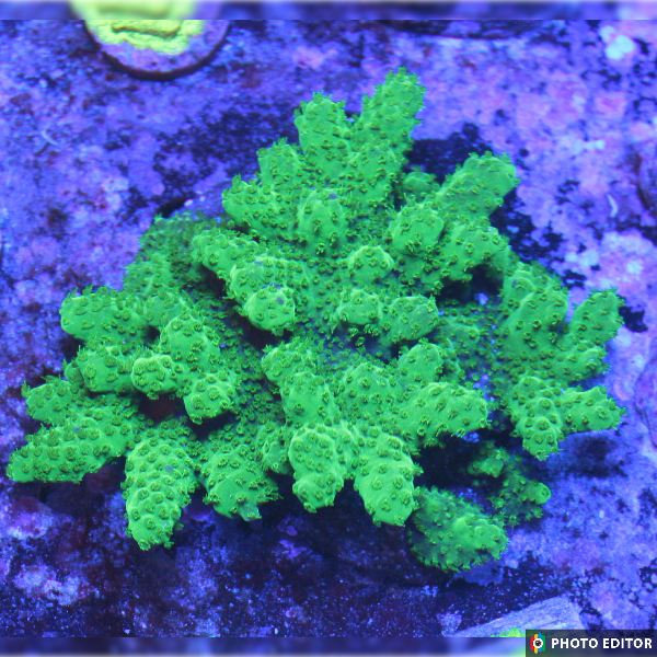 Green Slimer Acro