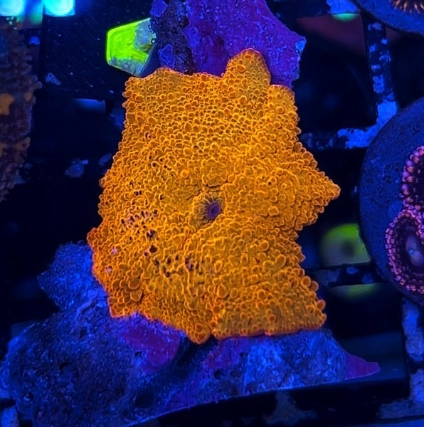 4176 mushroom 820mm×750mm new Forbo Desktop Linoleum 