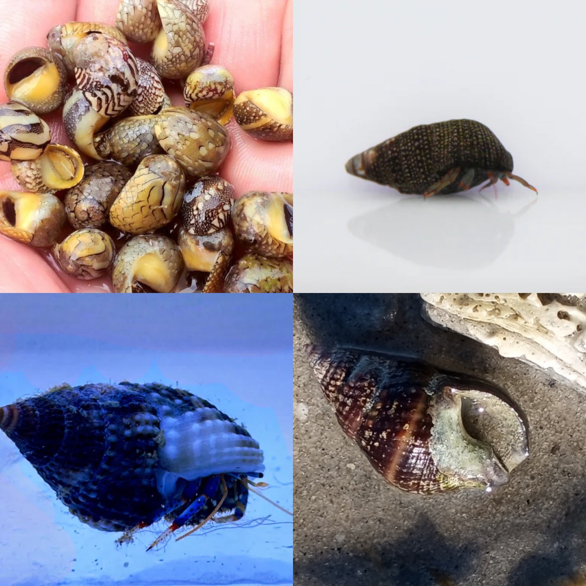 Small Clean Up Crew (3 Of Each Nassarius & Nerite Snails & Red & Blue Leg Hermits)