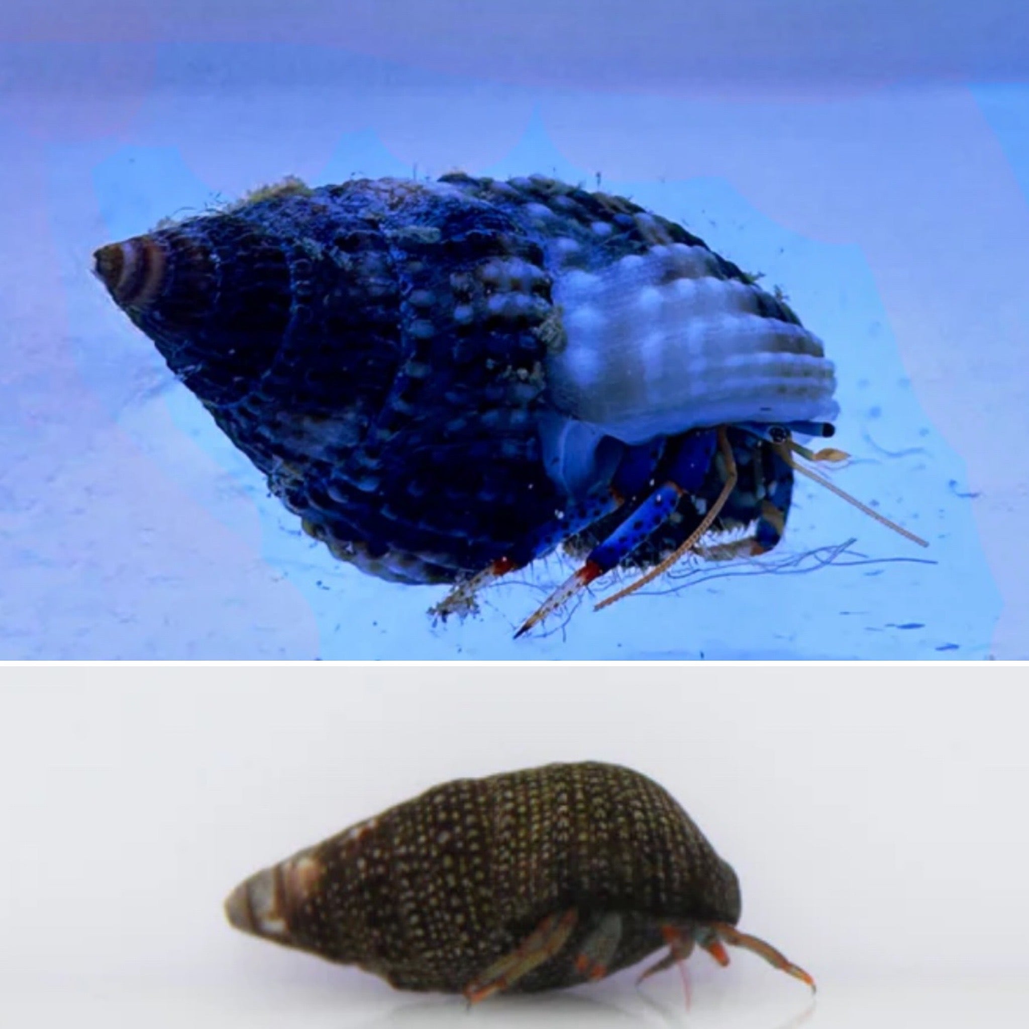 Small Green Hair Algae Pack (5 Red Leg / 5 Blue Leg Hermits)