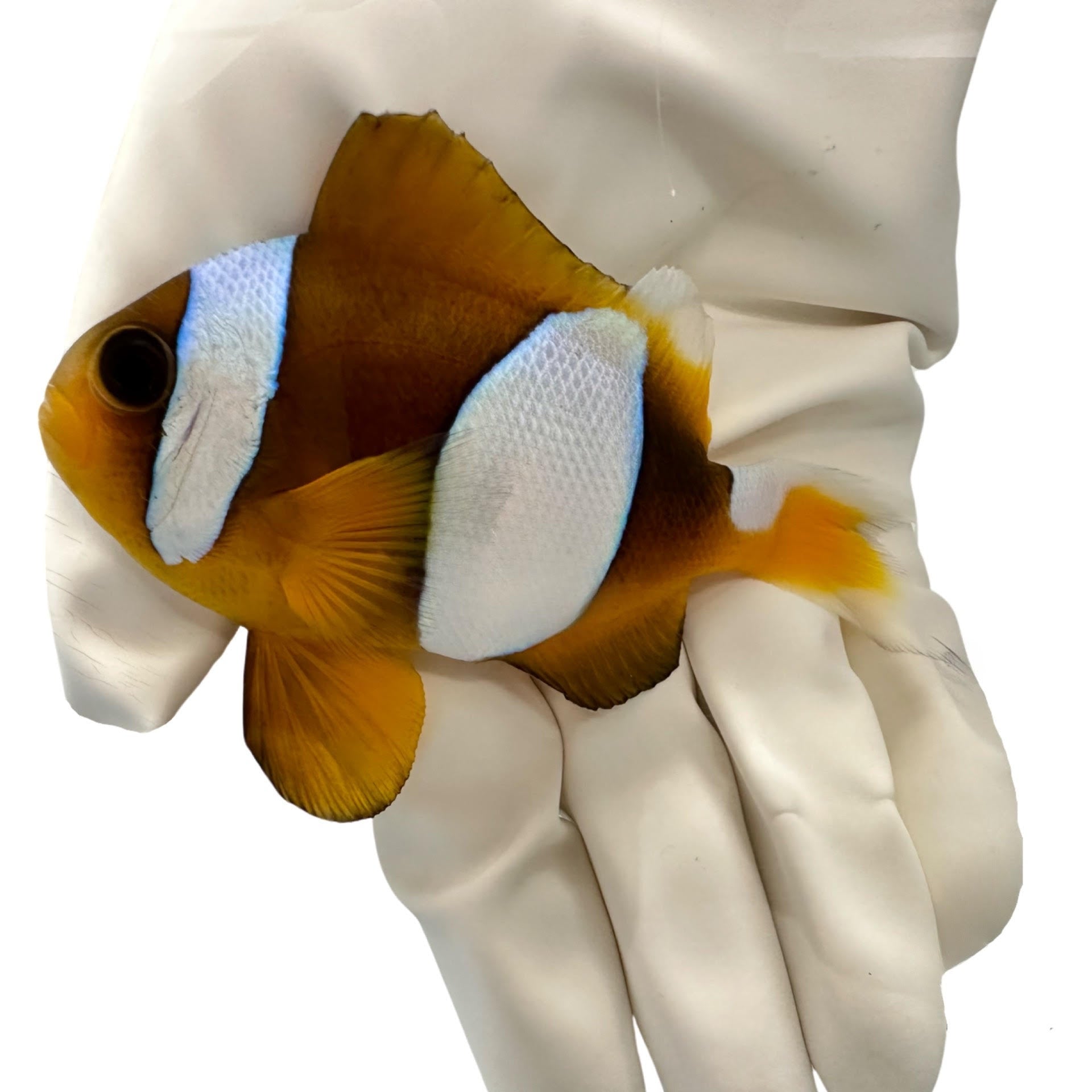 Fully QT Madagascar Wide Band Clownfish