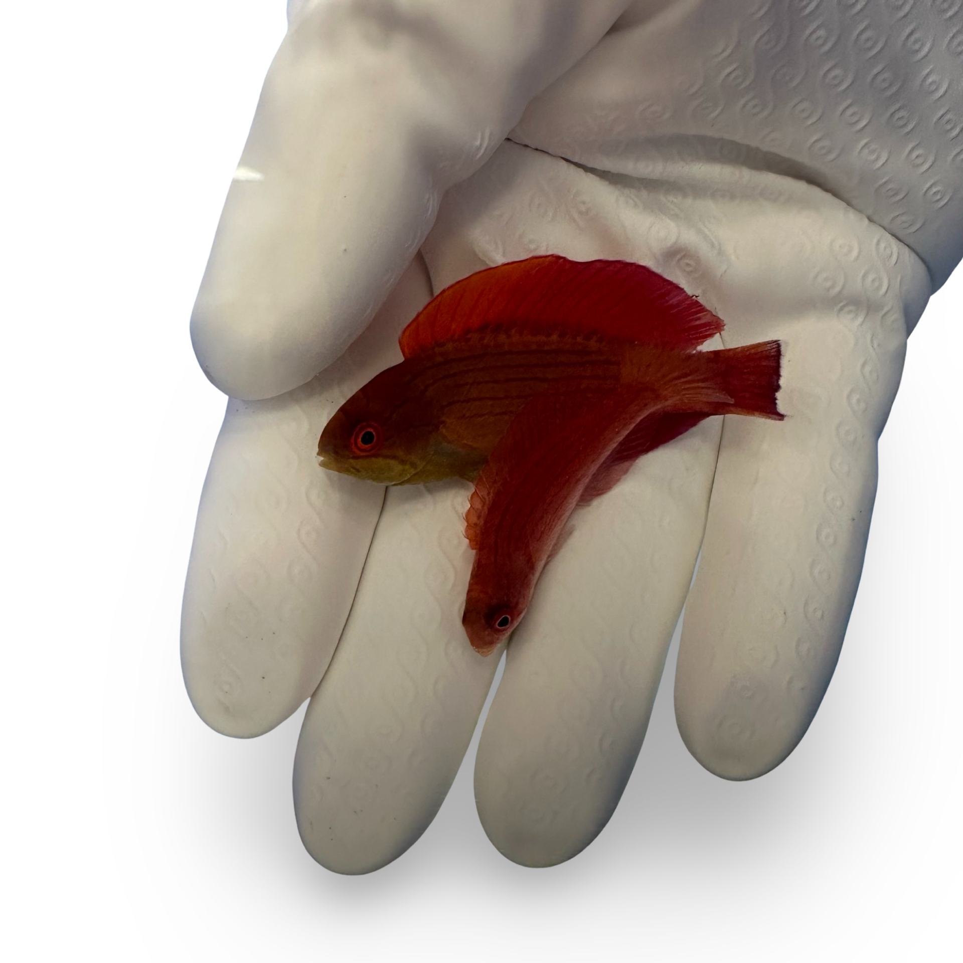 Eight Line Flasher Wrasse (Paracheilinus octotaenia)3/1(pre-order)