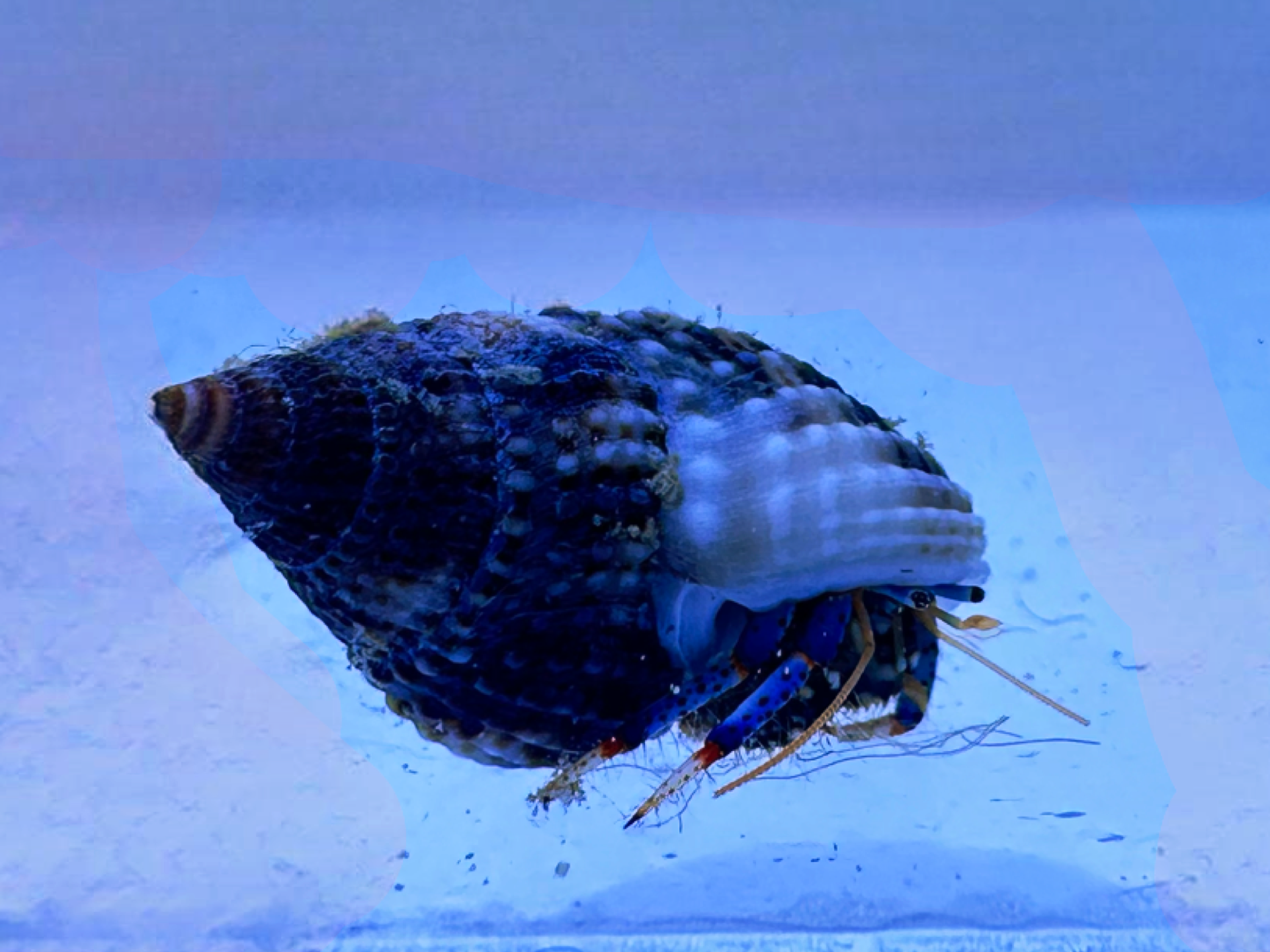 Blue Leg Hermit Crab (Clibanarius sp.)