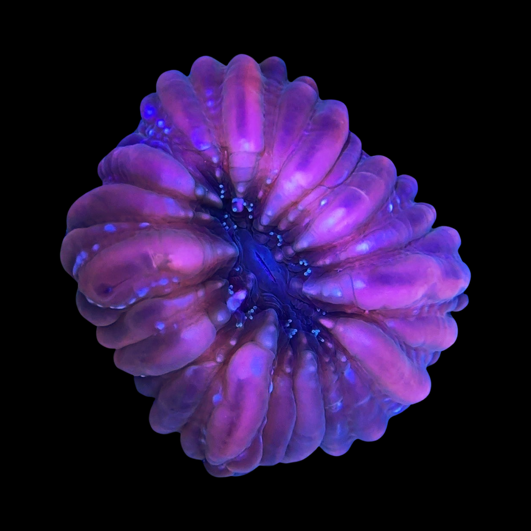 Red Cynarina Coral 3-4”