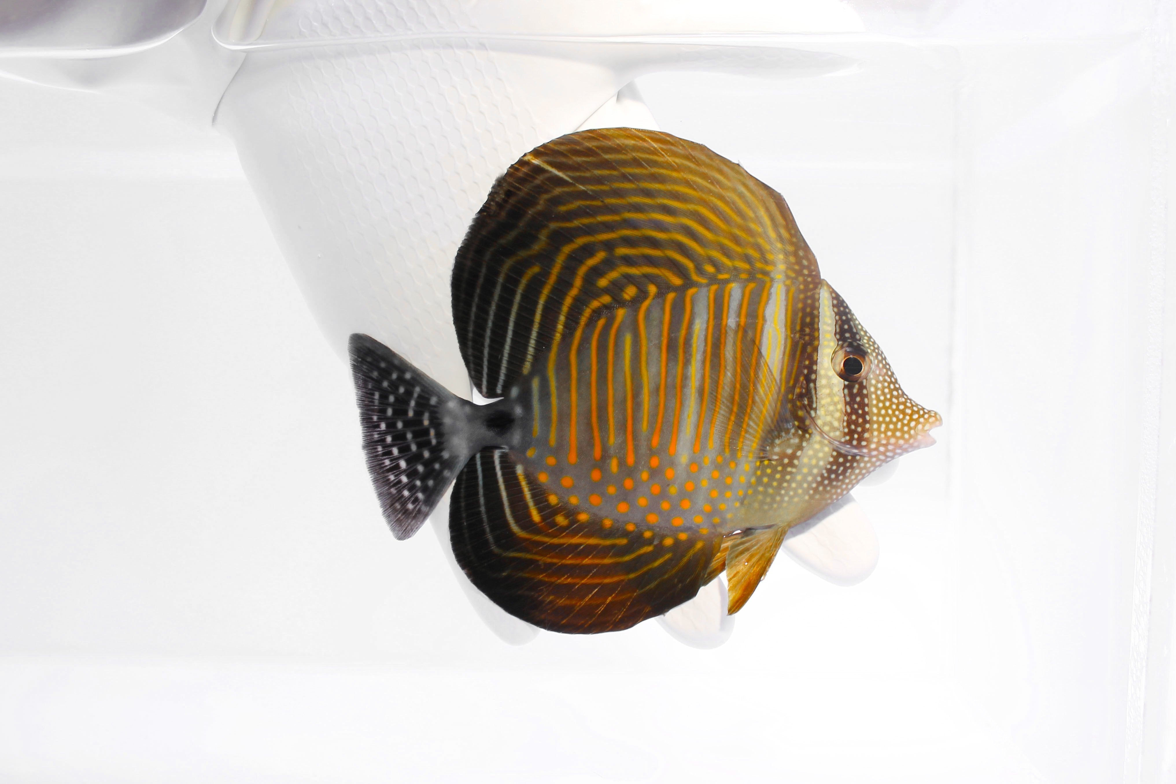 Fully QT Fish #3 - Sailfin Tang (Zebrasoma desjardini) ~4”