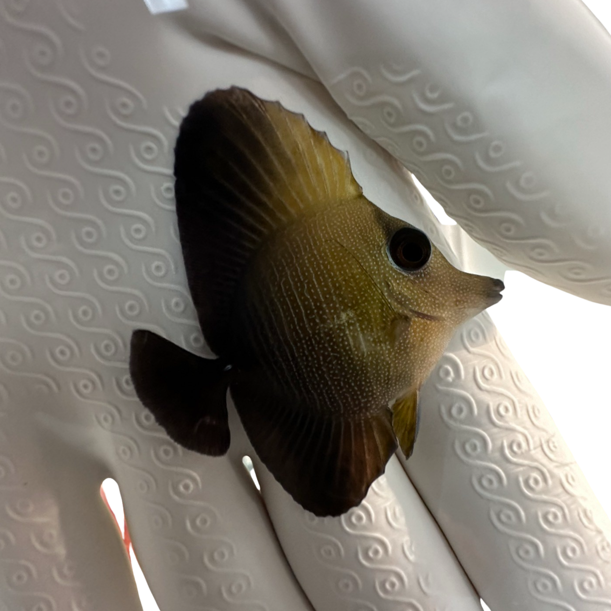 Scopas Tang Zebrasoma scopas grazing algae in reef aquarium

Quarantined Scopas Tang for sale from TSM Aquatics

Brown-bodied Scopas Tang swimming in peaceful saltwater tank

Hardy algae-eating tang with gradient body coloration