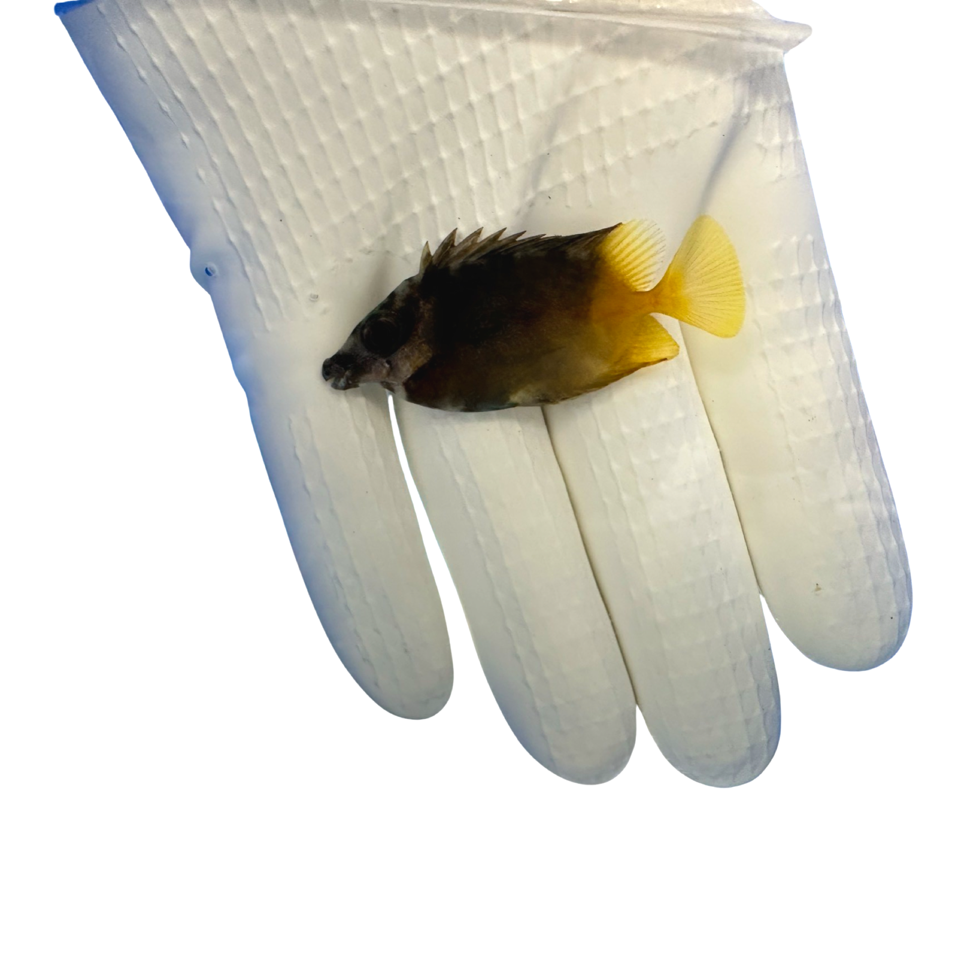 Bicolor Foxface (Siganus uspi)(pre-order)5/2