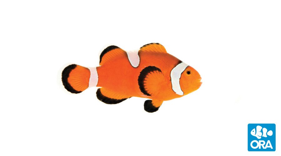 Fully QT Fish #2 - Misbar Ocellaris (Amphiprion ocellaris) PAIR