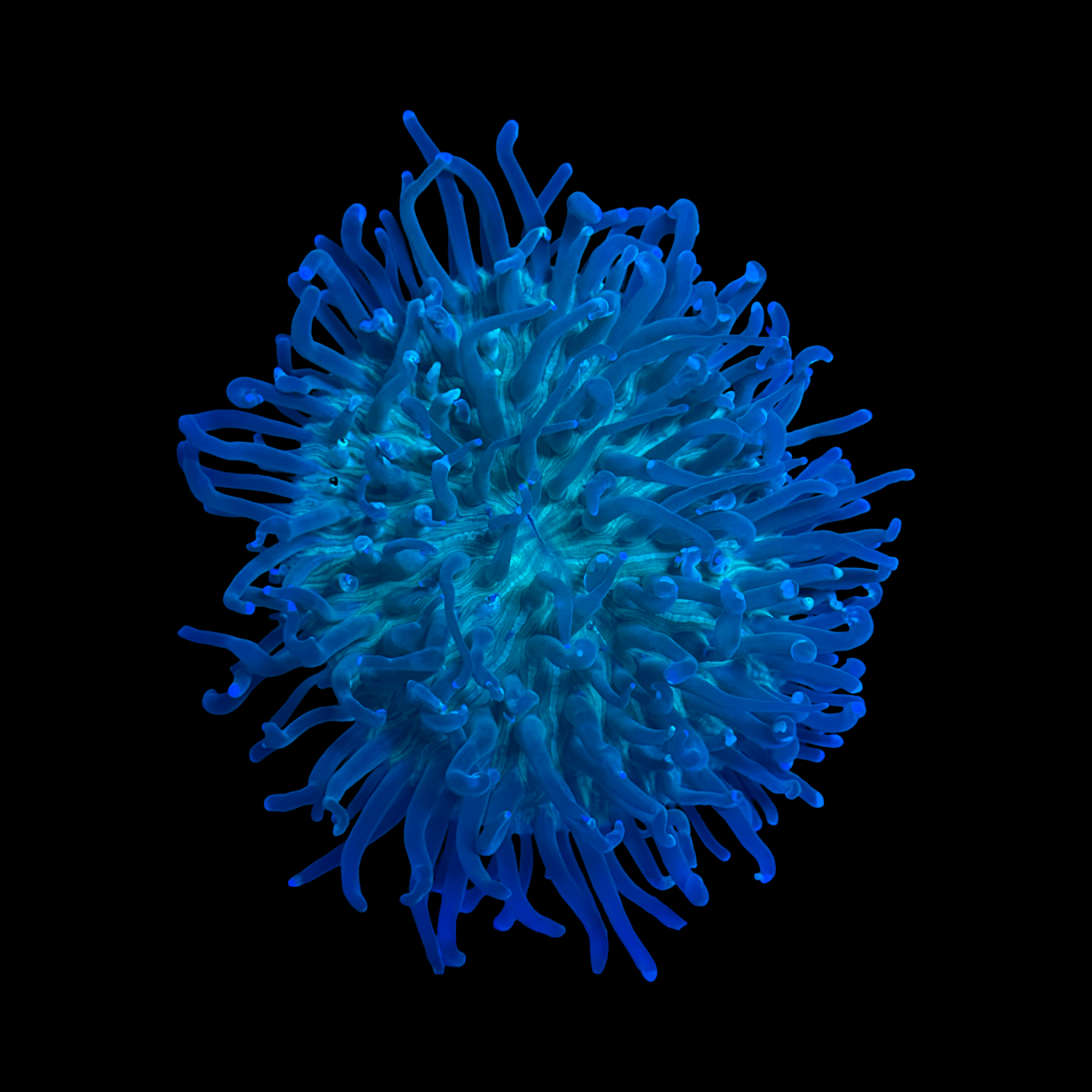 Green fungia plate coral wysiwyg