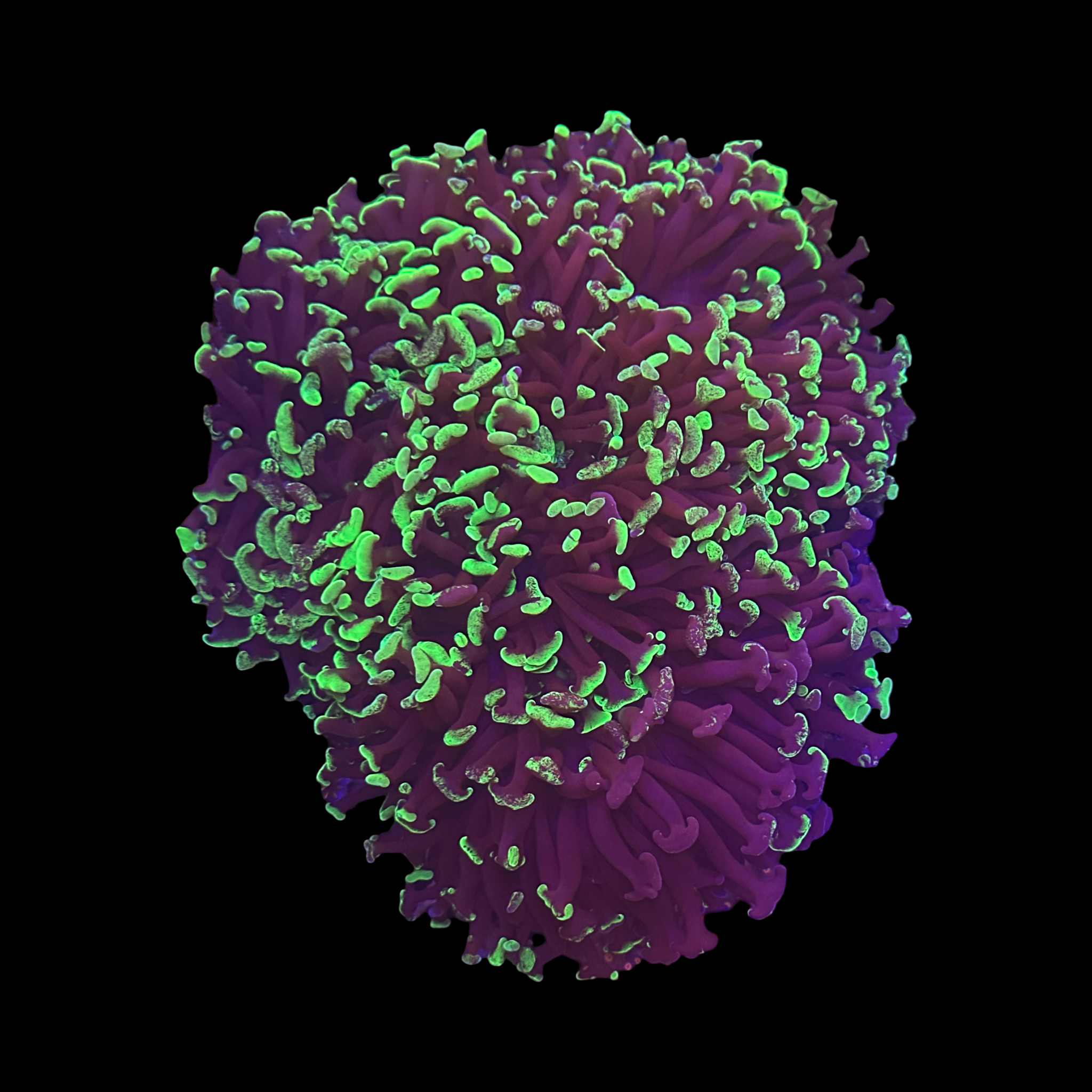 Neon Green splatter hammer wall WYSIWYG