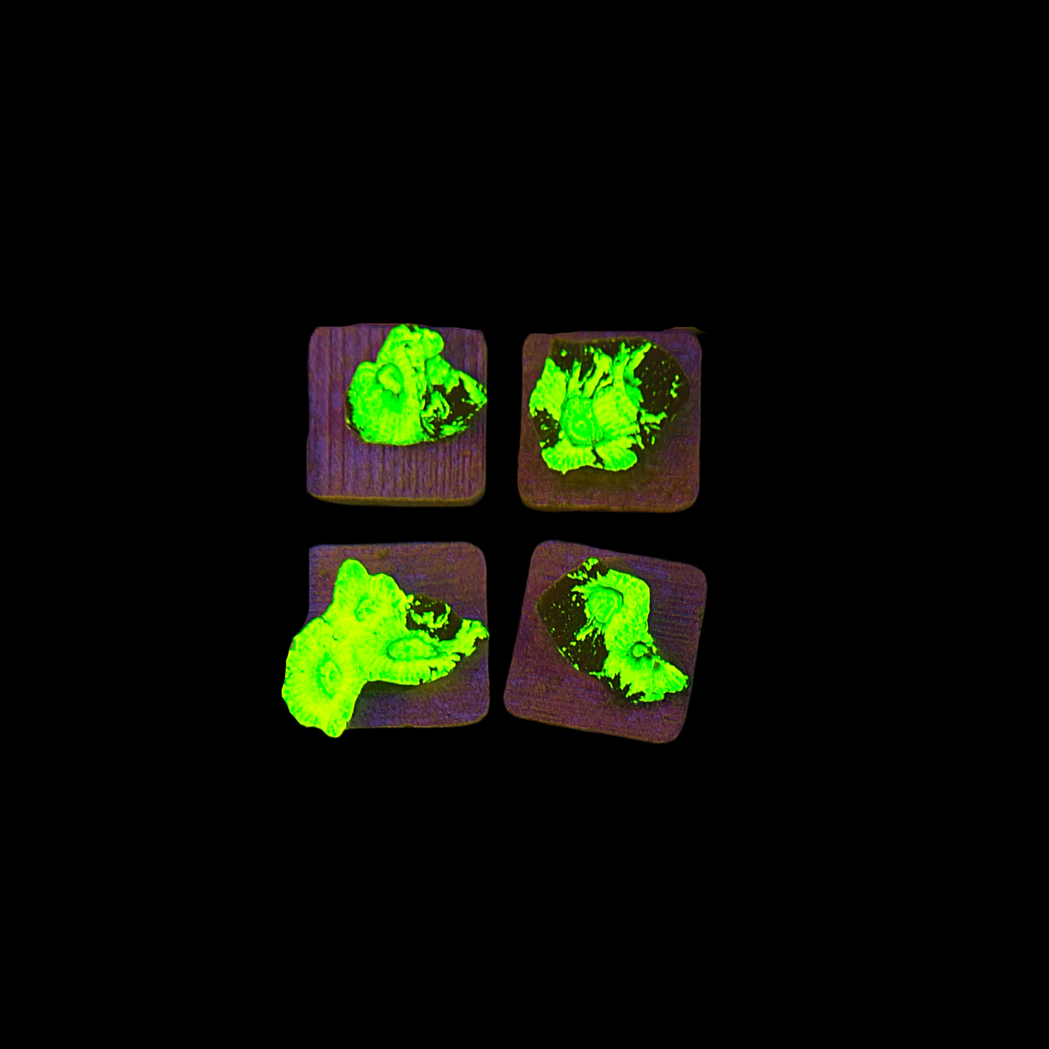 Splatter Green Favia