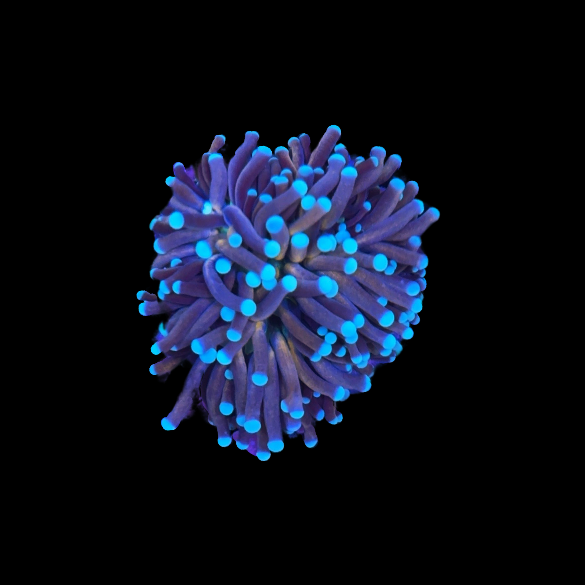 Malaysian Jester Torch