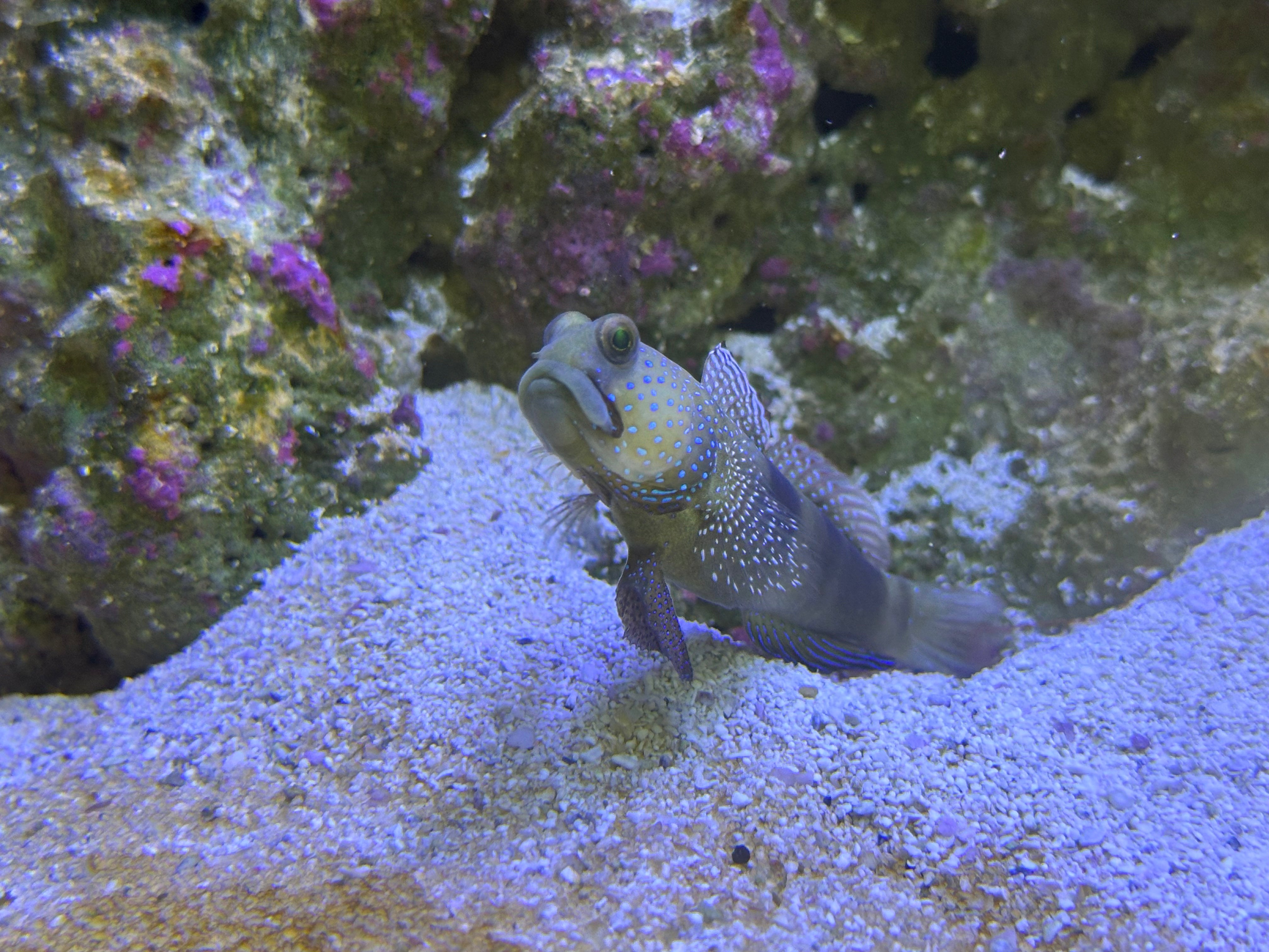 Yellow Watchman Goby (Cryptocentrus cinctus) (pre-order) captive bred