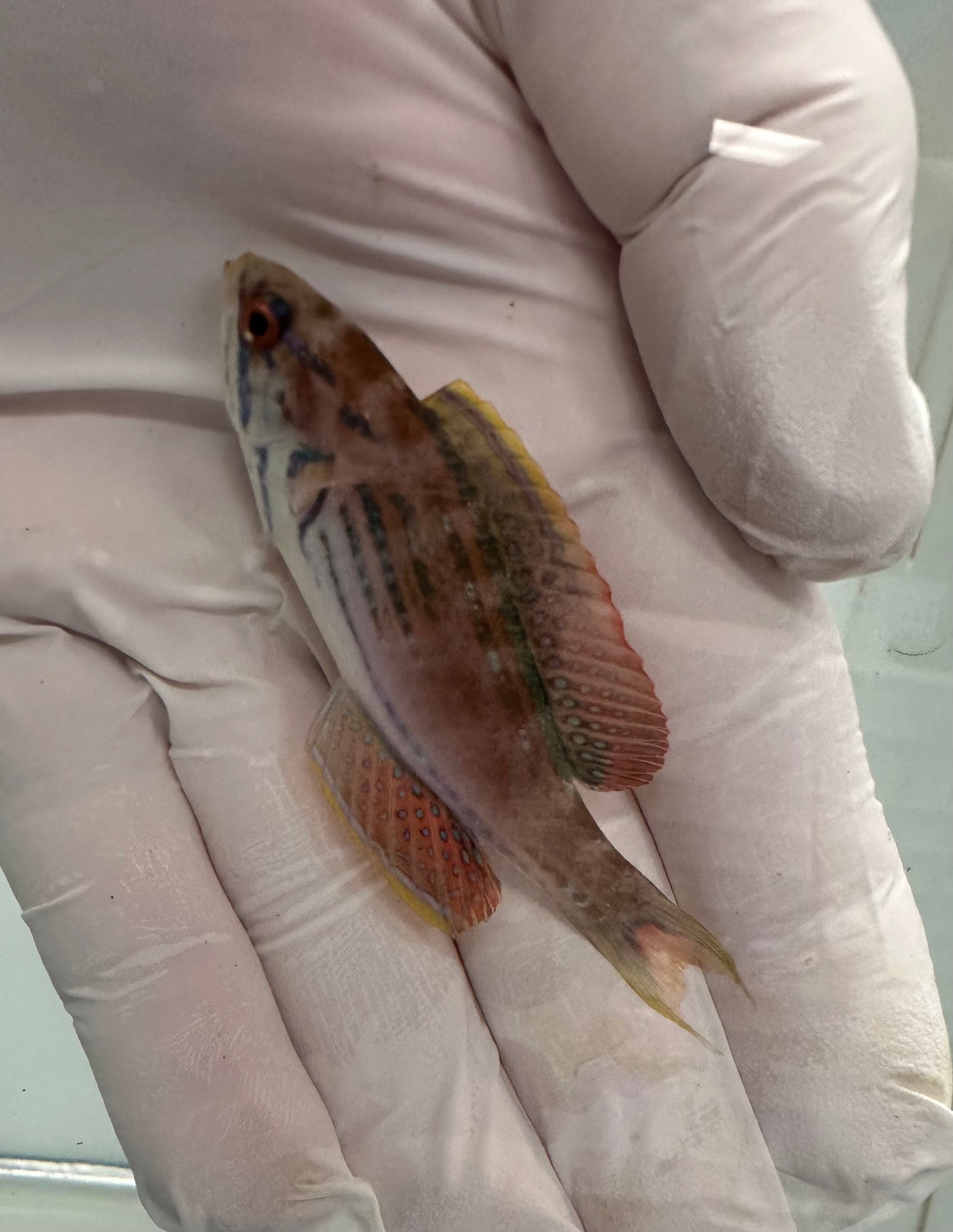 WYSIWYG Fully QT Male Half Banded Flasher Wrasse (Paracheilinus hemitaeniatus)