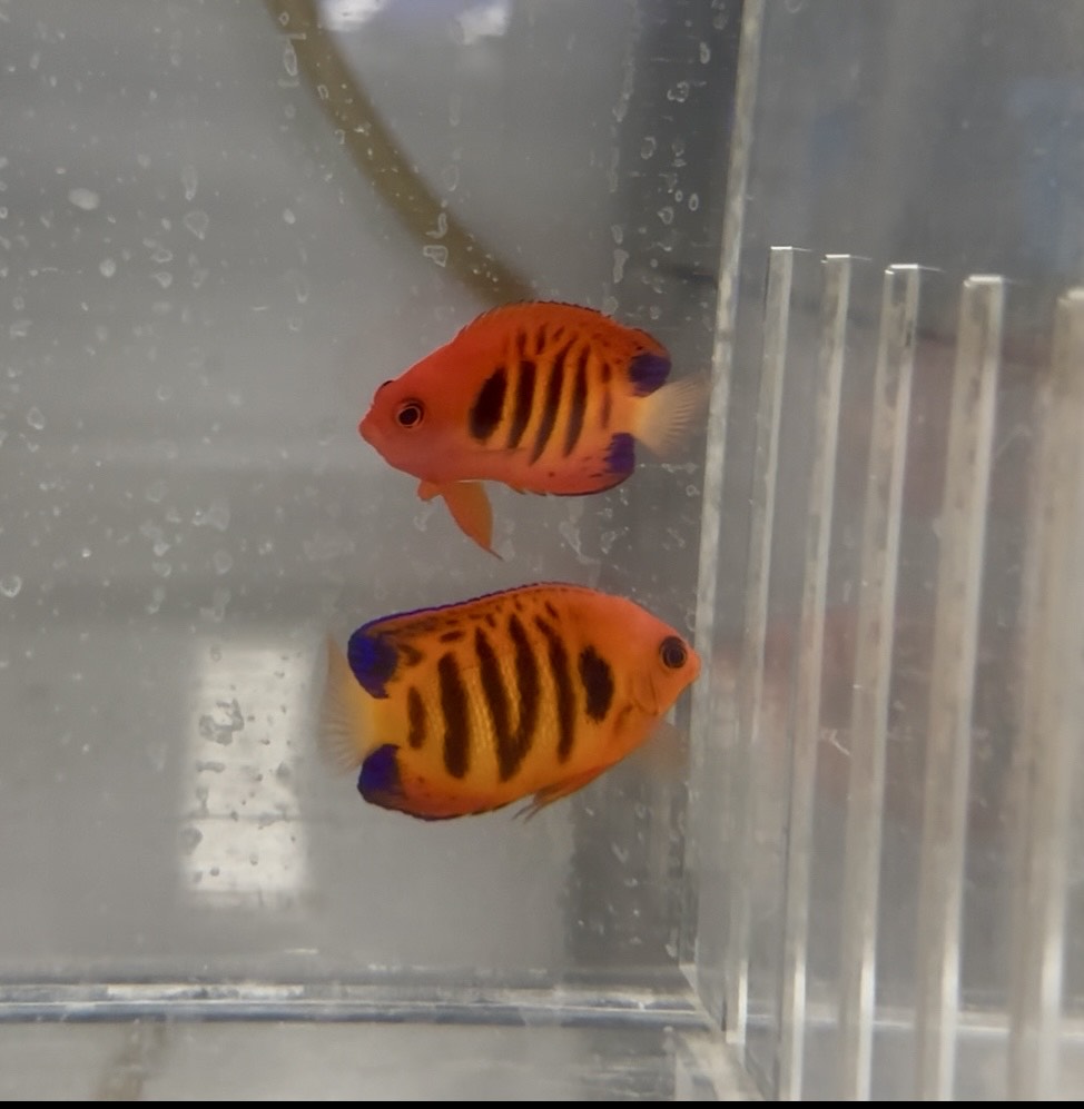 Fully QT WYSIWYG Flame Angel PAIR X-mas Islands (Centropyge loricula)