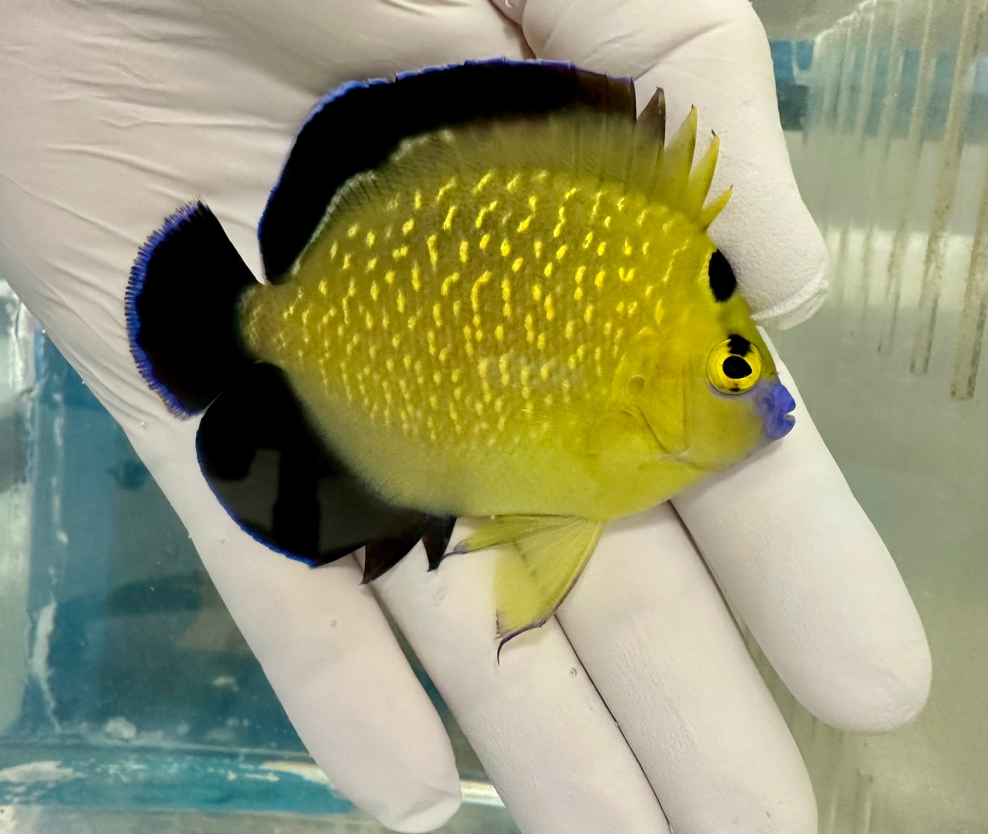 Fully QT WYSIWYG Goldflake Angelfish X-mas Island (Apolemichthys xanthopunctatus)
