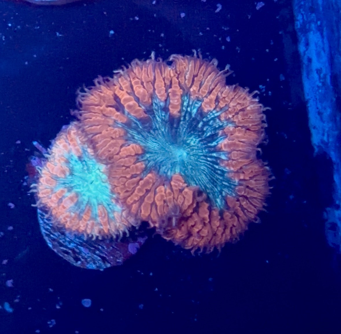 WYSIWYG Ultra Blasto 1