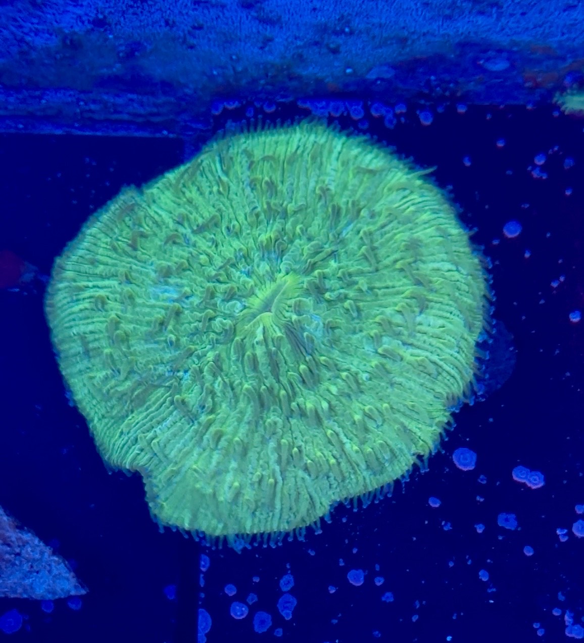 WYSIWYG Green Plate Coral ~3"