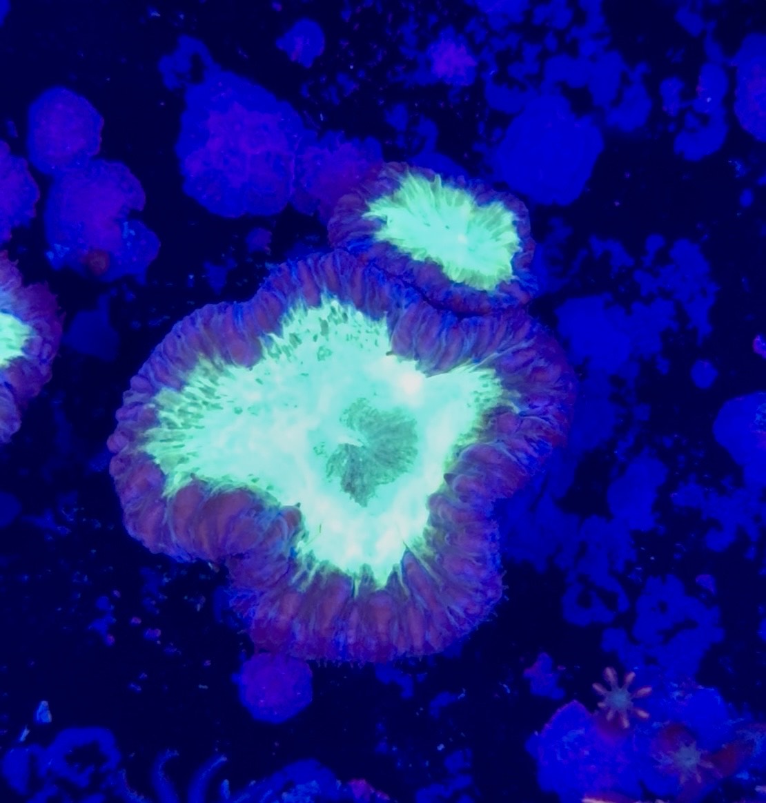 WYSIWYG Ultra Blasto 2