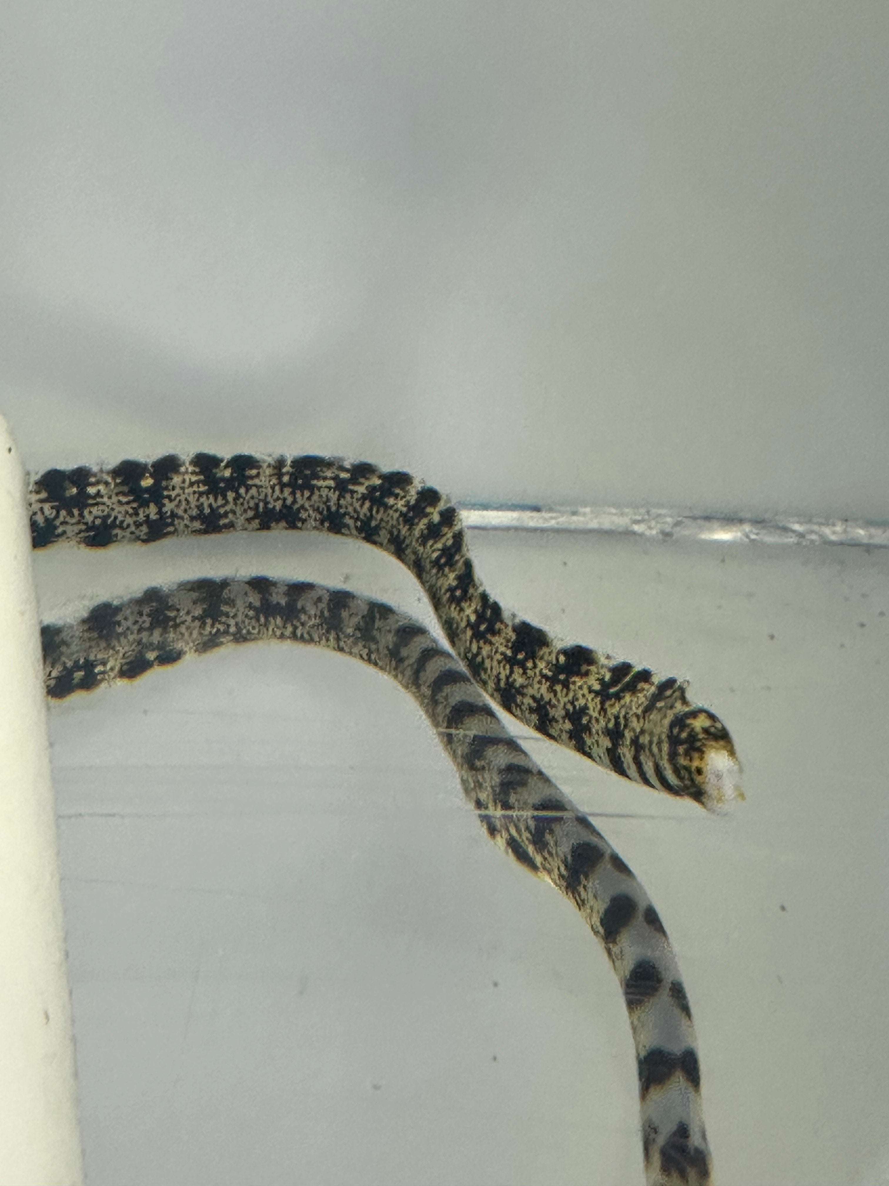 Fully QT Snowflake Eel (Echidna nebulosa) ~8”