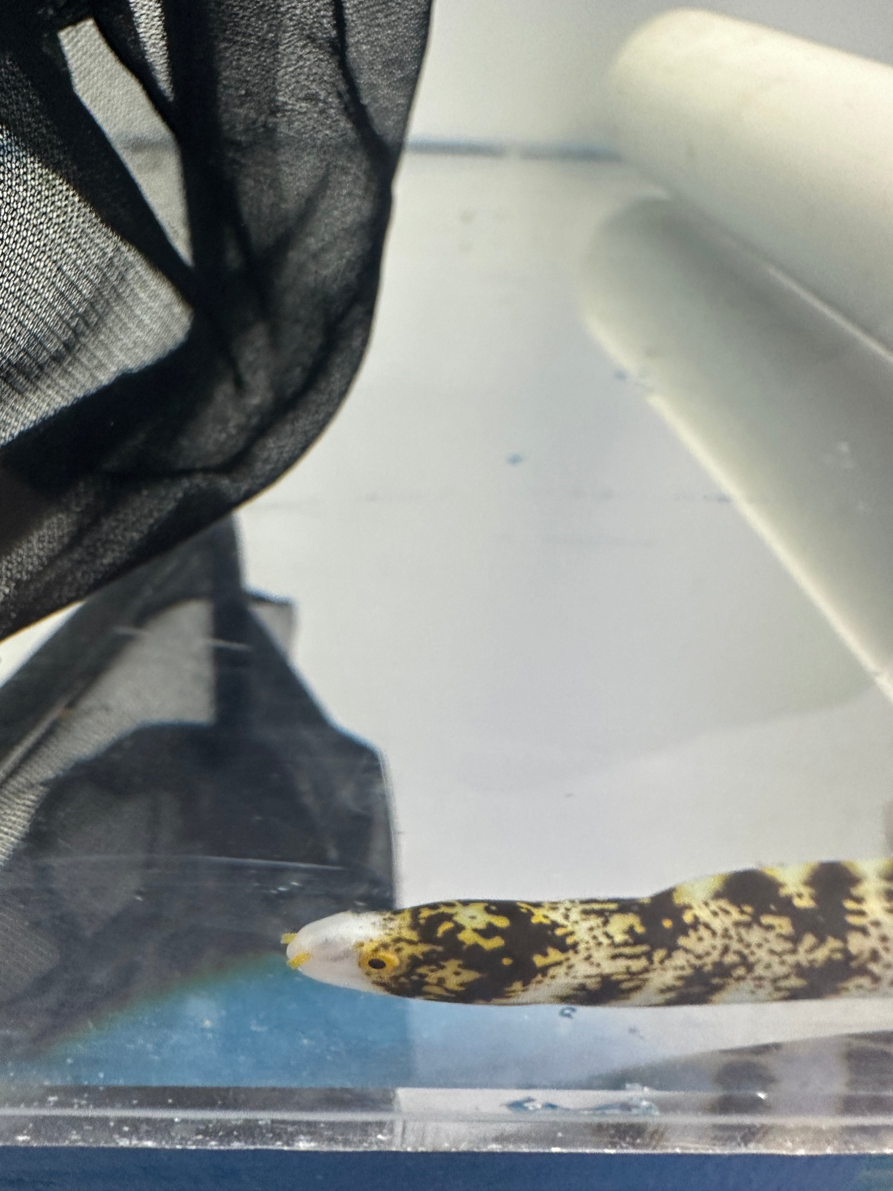 Fully QT Snowflake Eel (Echidna nebulosa) ~8”