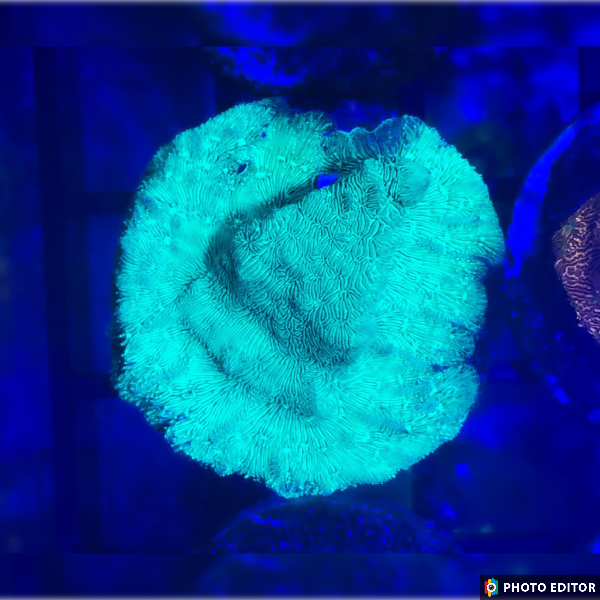 Incredible Hulk Leptoseris XL