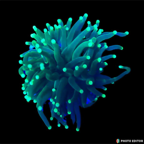 Incredible Hulk Indo Torch