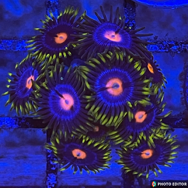 Insane Pops 8 Polyps