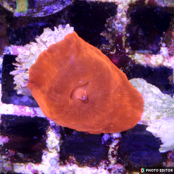 Iron Man Mushroom Quarter Size